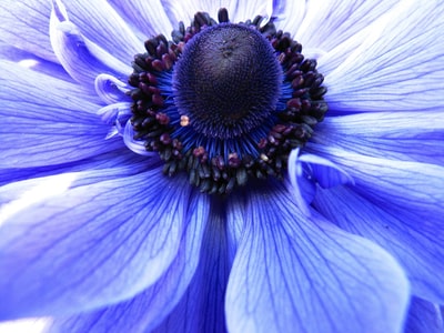 Macro photography of the purple flowers
